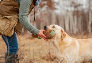 How to teach a puppy basic commands