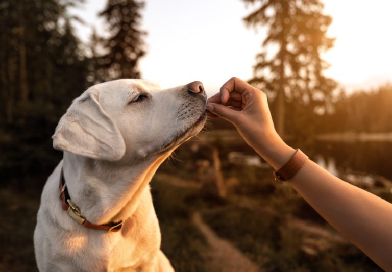 Read more about the article Zaujímavosti nielen o labradoroch
